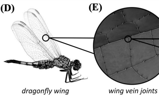 蜻蜓的图像及其翼静脉关节的特写镜头