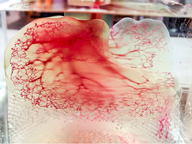 3D打印血管模型