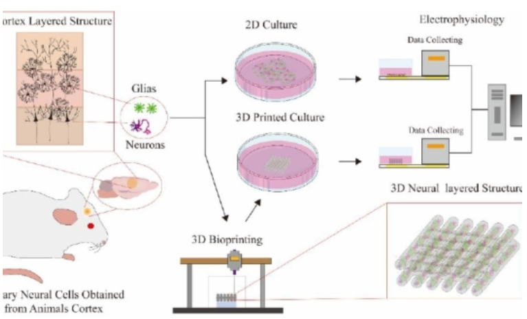 3D生物打印脑细胞